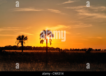 Sabal Palmen im Grünland bei Sonnenuntergang, Kissimmee Prairie Preserve State Park, Florida, USA Stockfoto