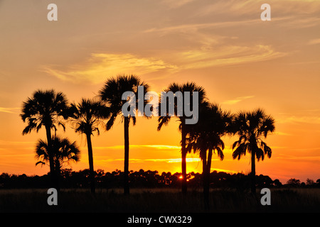 Sabal Palmen im Grünland bei Sonnenuntergang, Kissimmee Prairie Preserve State Park, Florida, USA Stockfoto