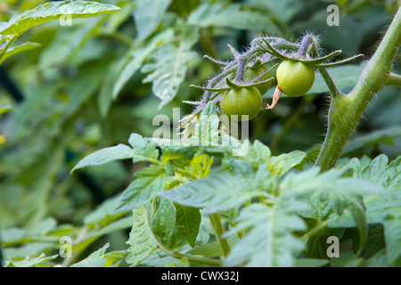 Baby grüne Tomaten wachsen auf den Vegatable-patch Stockfoto