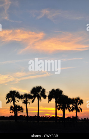 Sabal Palmen im Grünland bei Sonnenuntergang, Kissimmee Prairie Preserve State Park, Florida, USA Stockfoto