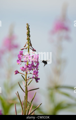 Foto einer Honigbiene, die Pollen von einem rosa Feuerkraut sammelt. Stockfoto