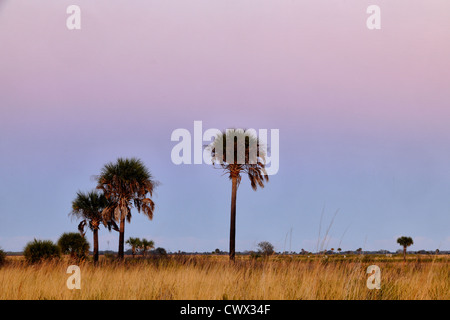 Sabal Palmen im Grünland bei Sonnenuntergang, Kissimmee Prairie Preserve State Park, Florida, USA Stockfoto