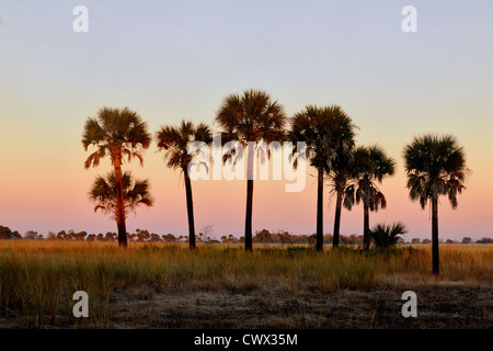 Sabal Palmen im Grünland bei Sonnenuntergang, Kissimmee Prairie Preserve State Park, Florida, USA Stockfoto