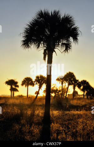 Sabal Palmen im Grünland bei Sonnenuntergang, Kissimmee Prairie Preserve State Park, Florida, USA Stockfoto