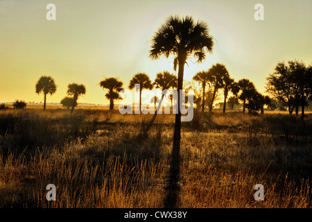 Sabal Palmen im Grünland bei Sonnenuntergang, Kissimmee Prairie Preserve State Park, Florida, USA Stockfoto