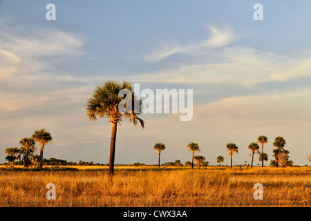 Sabal Palmen im Grünland bei Sonnenuntergang, Kissimmee Prairie Preserve State Park, Florida, USA Stockfoto