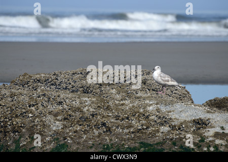 Möwe stehend auf einem Felsen bei Ebbe in Washington. Stockfoto