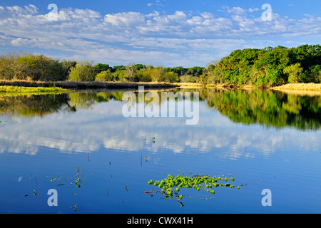 Morgen Himmel spiegelt sich in den Myakka River, Myakka River State Park, Florida, USA Stockfoto