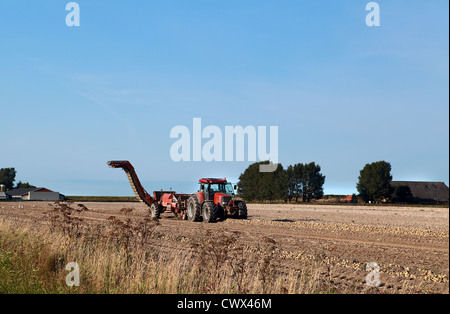 Traktor Ernte auf Kartoffelacker Stockfoto