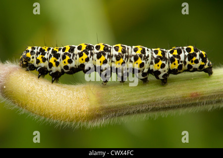 Königskerze Falter Raupe (Shargacucullia Verbasci) auf dem Rasen stammen, Carbis Bay, Cornwall, UK Stockfoto