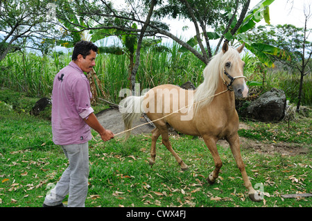 Paso Fino Pferd in RIVERA. Abteilung von Huila. Kolumbien Stockfoto