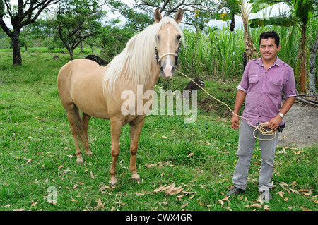 Paso Fino Pferd in RIVERA. Abteilung von Huila. Kolumbien Stockfoto