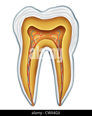 Zahn-Anatomie Querschnitt für medizinische Zahnklinik und Kieferchirurg, Zahnarzt, Medizin und Zahnmedizin Chirurgie vertreten durch eine gesunde Hohlraum frei Frontalansicht zeigt das Innere des menschlichen Schädels Körperteils darstellt. Stockfoto