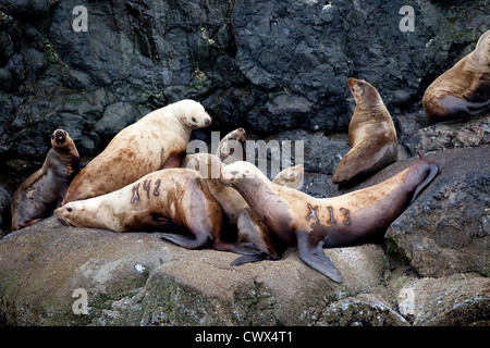 Stellar Seelöwen (Eumetopias Jubatus) holte auf Felsen vor der Küste Alaskas. Stockfoto