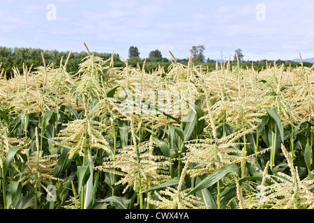 Maisfeld, Quaste Bühne Pollen produzieren männliche Blüten. Stockfoto