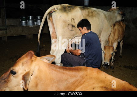 Milchkühe in RIVERA. Abteilung von Huila. Kolumbien Stockfoto