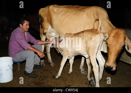 Milchkühe in RIVERA. Abteilung von Huila. Kolumbien Stockfoto