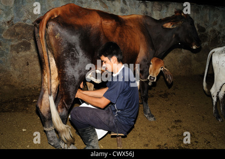 Milchkühe in RIVERA. Abteilung von Huila. Kolumbien Stockfoto