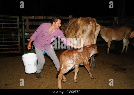 Milchkühe in RIVERA. Abteilung von Huila. Kolumbien Stockfoto