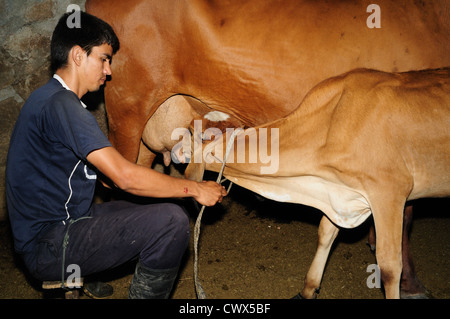 Milchkühe in RIVERA. Abteilung von Huila. Kolumbien Stockfoto