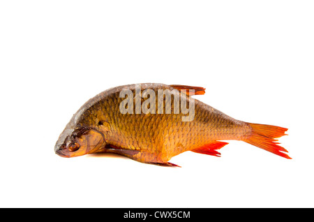 isoliert auf weißem Hintergrund Räucherfisch roach Stockfoto