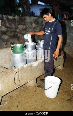 Milchkühe in RIVERA. Abteilung von Huila. Kolumbien Stockfoto