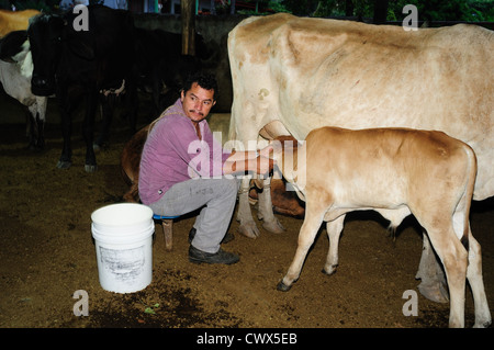 Milchkühe in RIVERA. Abteilung von Huila. Kolumbien Stockfoto