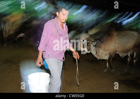 Milchkühe in RIVERA. Abteilung von Huila. Kolumbien Stockfoto