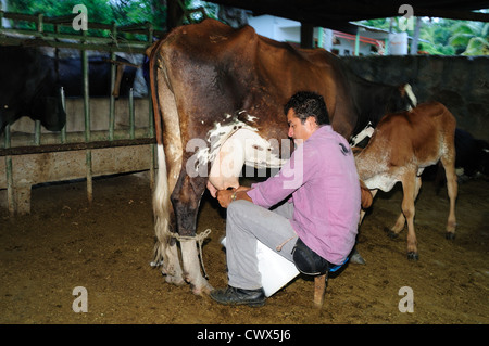 Milchkühe in RIVERA. Abteilung von Huila. Kolumbien Stockfoto