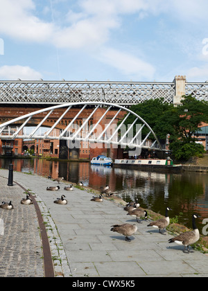 Kaufleute Brücke über Bridgewater Canal mit Gänsen in Castlefield Manchester UK Stockfoto