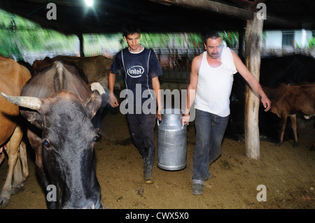 Milchkühe in RIVERA. Abteilung von Huila. Kolumbien Stockfoto