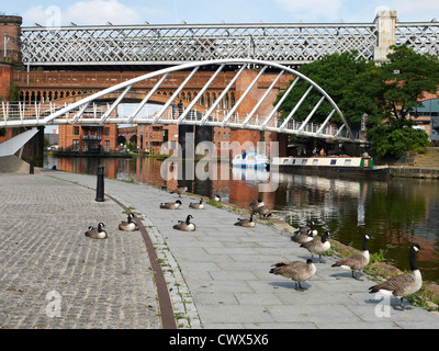 Kaufleute Brücke über Bridgewater Canal mit Gänsen in Castlefield Manchester UK Stockfoto