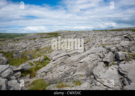 The Burren, Co. Clare, Irland. Kalksteinpflaster durchziehen Risse oder "Grikes" und hinterlassen isolierte Felsen, die "Klinten" genannt werden. Stockfoto