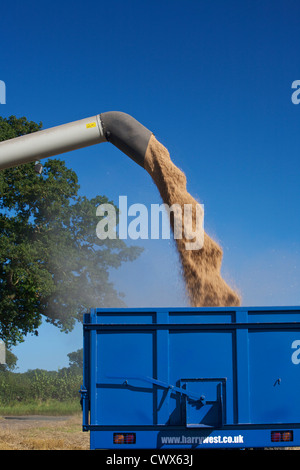 CLAAS Lexion 550 Mähdrescher Getreide bei Harvest Time UK entlädt Stockfoto