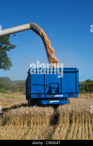 CLAAS Lexion 550 Mähdrescher Getreide bei Harvest Time UK entlädt Stockfoto