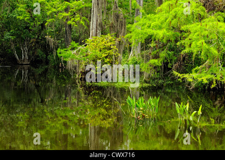 Feder-Zypresse und Weide Bäume spiegelt sich im Teich, Big Cypress National Preserve, Florida, USA Stockfoto