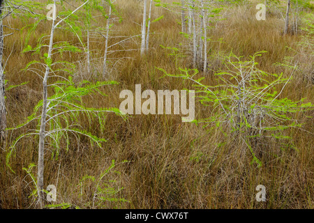 Zwerg Zypresse Bäume im Frühling, Big Cypress National Preserve, Florida, USA Stockfoto