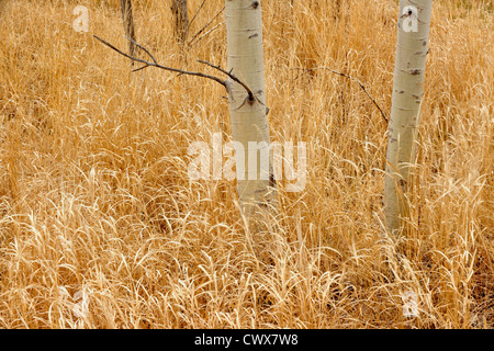 Toten Gräsern und Aspen Baumstämme, Greater Sudbury, Ontario, Kanada Stockfoto