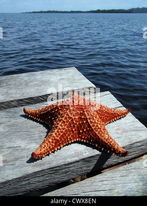 Rote Kissen Seestern auf ein Dock mit dem Meer im Hintergrund Stockfoto