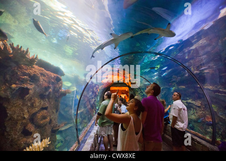 Shark Reef, Mandalay Bay, Las Vegas, Nevada, Vereinigte Staaten von Amerika Stockfoto