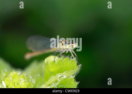 Weibliche gemeinsame Blue Damselfly Enallagma Cyathigerum Stockfoto