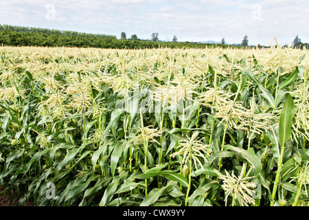 Maisfeld, Quaste Bühne Pollen produzieren männliche Blüten. Stockfoto