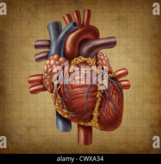 Menschliches Herz in einer alten Vintage Grunge medizinische Unterlagen Textur als Vintage Diagramm für Blut-Zirkulation und der inneren Organfunktionen Stockfoto