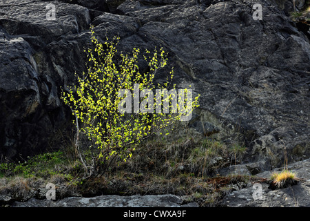 Junge Birke auf felsigen Hügel, Greater Sudbury, Ontario, Kanada Stockfoto