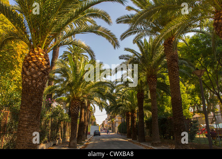 Perpignan, Frankreich, Palmen, Straßenszenen Stockfoto