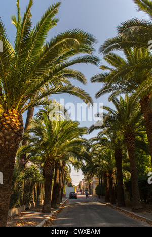 Perpignan, Frankreich, Palmen, Straßenszenen Stockfoto