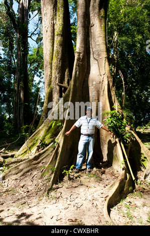 Mann neben Wurzeln eines riesigen Ceiba im Archäologischen Park Quirigua, Weltkulturerbe der UNESCO, Guatemala, Mittelamerika. Stockfoto