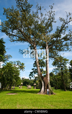 Mann stand neben einem riesigen Ceiba im Archäologischen Park Quirigua, Weltkulturerbe der UNESCO, Guatemala, Mittelamerika. Stockfoto