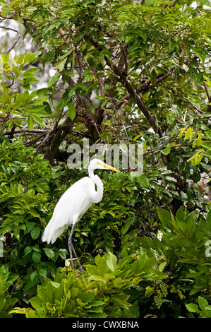 Guatemala, Lake Izabal. Silberreiher Ardea Alba auf See Izabal Lago de Izabal, Guatemala. Stockfoto