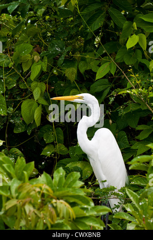 Guatemala, Lake Izabal. Silberreiher Ardea Alba auf See Izabal Lago de Izabal, Guatemala. Stockfoto